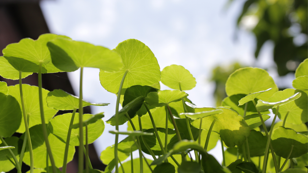 Centella asiática na rotina de skincare: 5 benefícios para firmeza, regeneração e cuidado natural