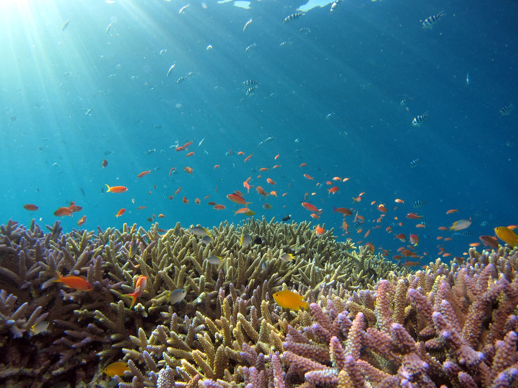 Oxibenzona: Por que esta substância ameaça nosso corpo e a vida marinha?